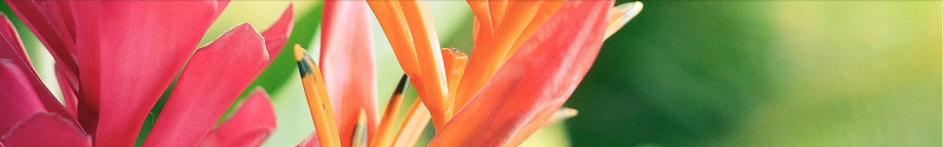 hawaiian-flower